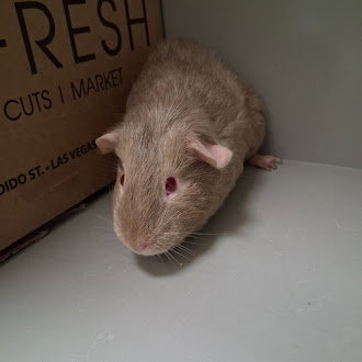 RUBY