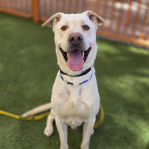 KANE, an adoptable Pit Bull Terrier in Las Vegas, NV