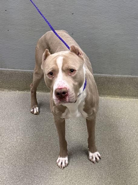 KING, an adoptable Pit Bull Terrier in Las Vegas, NV