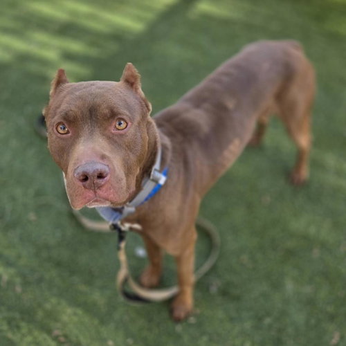 *THRILLA, an adoptable Pit Bull Terrier in Las Vegas, NV