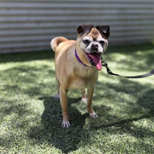 *UNCLE MAN, an adoptable Pug in Las Vegas, NV