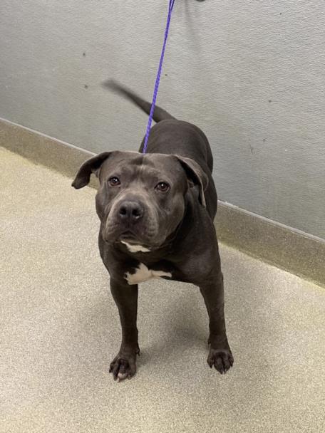 *BENNY, an adoptable American Staffordshire Terrier in Las Vegas, NV