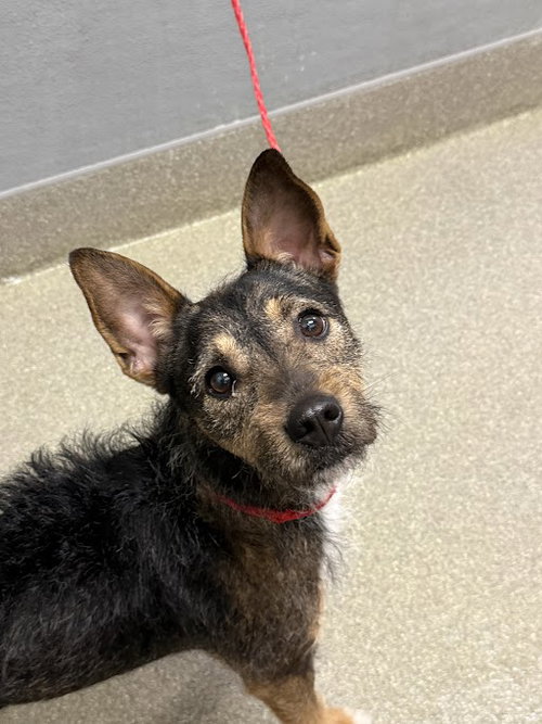 *FRANCIS, an adoptable Terrier in Las Vegas, NV