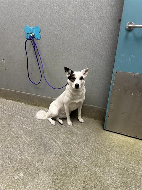 POOKIE, an adoptable Border Collie in Las Vegas, NV