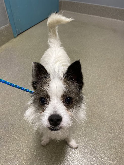 ROCKY, an adoptable Terrier in Las Vegas, NV