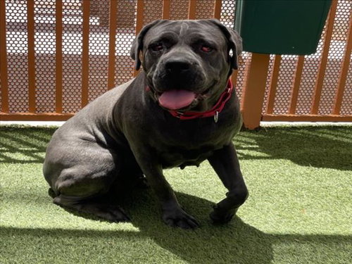 *CONNIE, an adoptable Cane Corso Mastiff in Las Vegas, NV