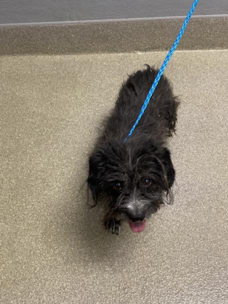 *TURNIP, an adoptable Terrier in Las Vegas, NV