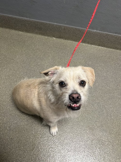 *MACARONI, an adoptable Terrier in Las Vegas, NV