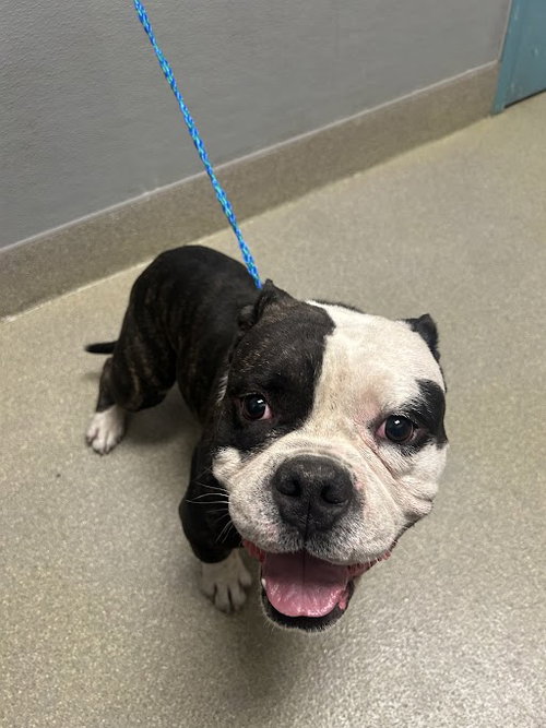 *KING BEE, an adoptable Bulldog in Las Vegas, NV
