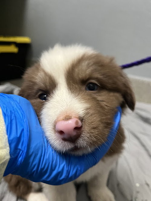 *PORCINI, an adoptable Border Collie in Las Vegas, NV