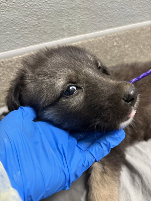 *LINGZHI, an adoptable Border Collie in Las Vegas, NV