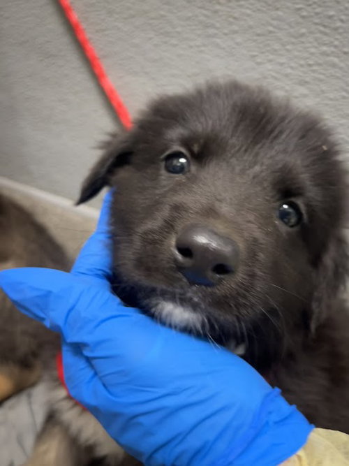 *ENOKI, an adoptable Border Collie in Las Vegas, NV