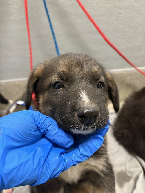 *CHANTERELLE, an adoptable Border Collie in Las Vegas, NV