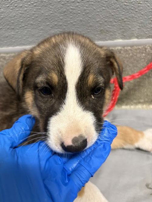 *SHIITAKE, an adoptable Border Collie in Las Vegas, NV