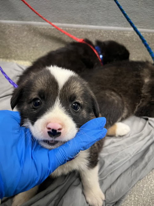 *MOREL, an adoptable Border Collie in Las Vegas, NV