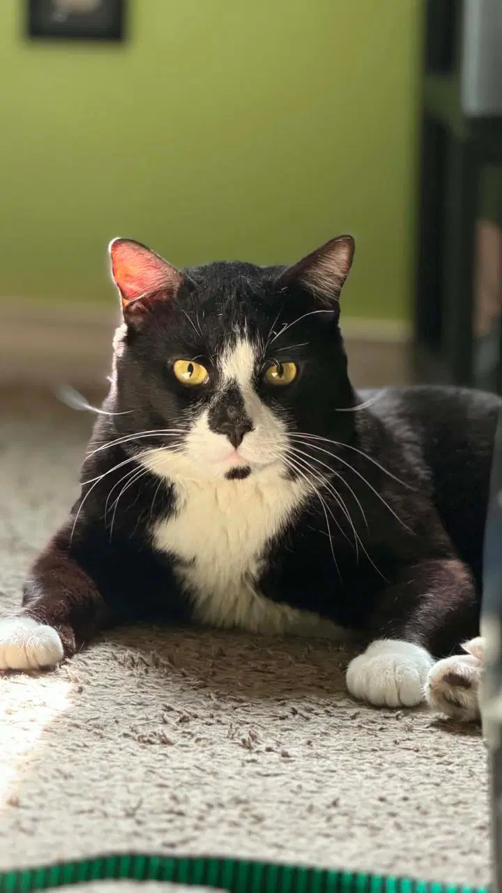 Tiger Woods - Domestic Short Hair