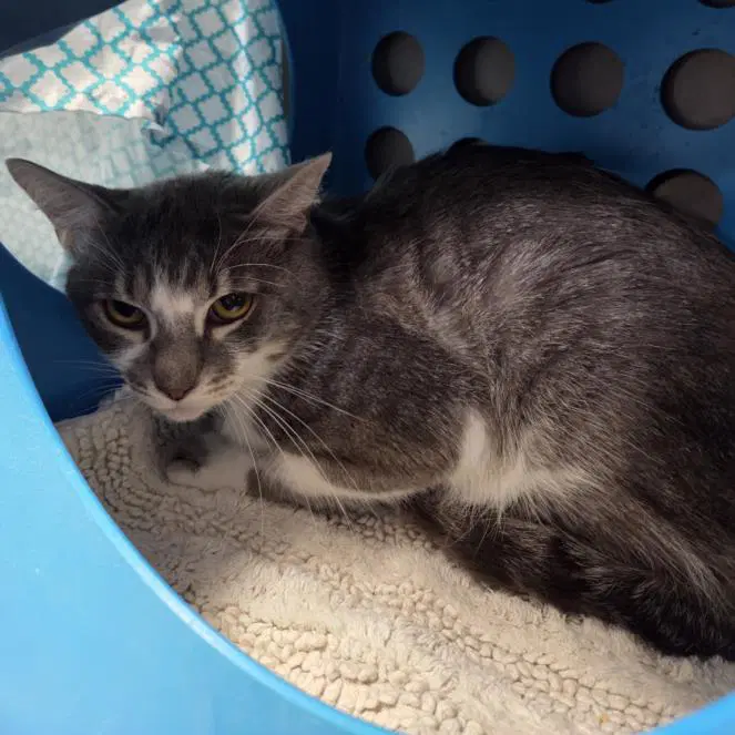 Steve - Domestic Medium Hair
