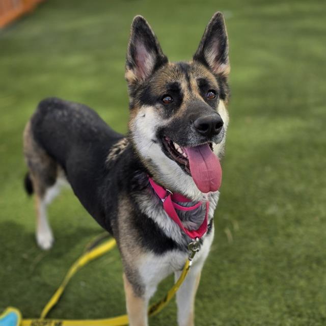 XENA