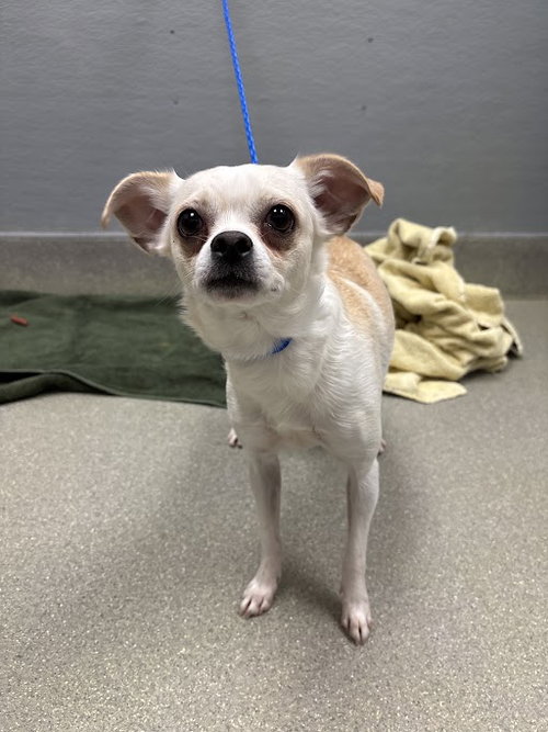 PENELOPE