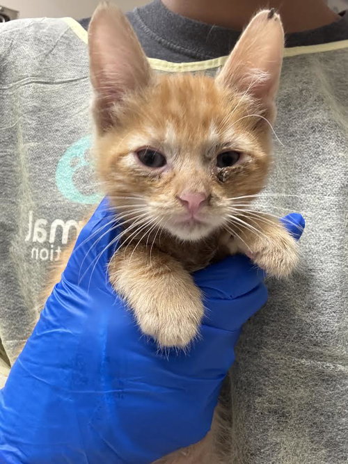 *GARFIELD