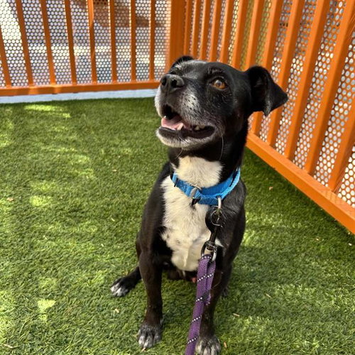 *PAPACHITO, an adoptable Chihuahua in Las Vegas, NV