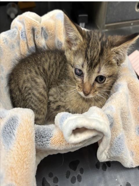 *JOE DIRT, Baby Domestic Short Hair / Mixed (medium coat), cat for adoption in Henderson, Nevada