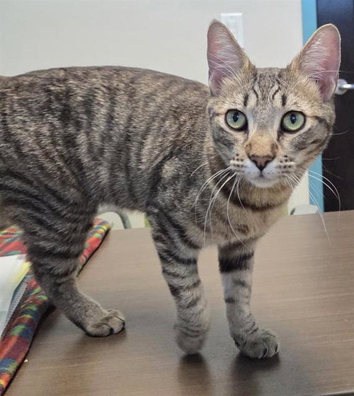 AL BORLAN, Adult Domestic Short Hair / Mixed (medium coat), cat for adoption in Las Vegas, Nevada