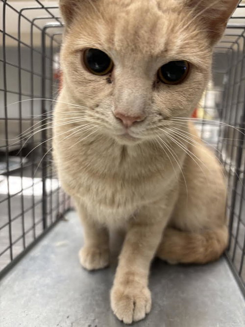 *CASSI, Adult Domestic Short Hair / Mixed (medium coat), cat for adoption in Las Vegas, Nevada