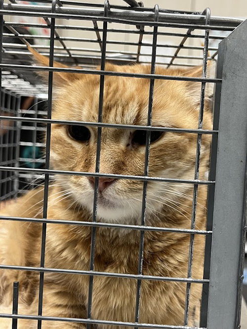 NACHO, Senior Domestic Short Hair / Mixed (medium coat), cat for adoption in Las Vegas, Nevada