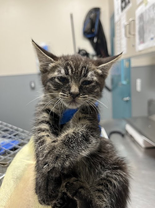 *SONIC, Baby Domestic Short Hair / Mixed (medium coat), cat for adoption in Las Vegas, Nevada