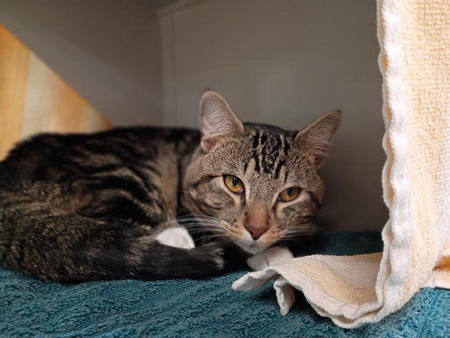 TIGGER, Adult Domestic Short Hair / Mixed (medium coat), cat for adoption in Las Vegas, Nevada