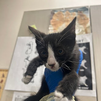 *JEREMY, Baby Domestic Short Hair / Mixed (medium coat), cat for adoption in Las Vegas, Nevada