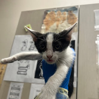 *VICTOR, Baby Domestic Short Hair / Mixed (medium coat), cat for adoption in Las Vegas, Nevada