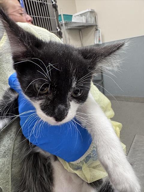 *JACOB, Baby Domestic Short Hair / Mixed (medium coat), cat for adoption in Las Vegas, Nevada