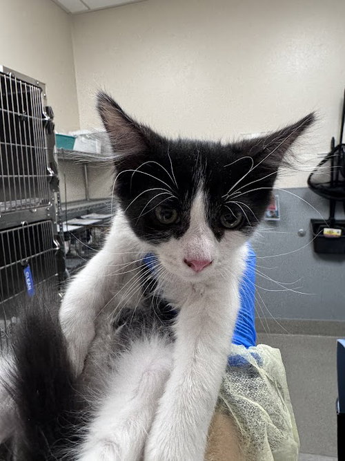 *ORION, Baby Domestic Short Hair / Mixed (medium coat), cat for adoption in Las Vegas, Nevada