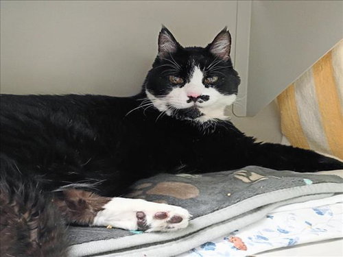 KITTY, Senior Domestic Short Hair / Mixed (medium coat), cat for adoption in Las Vegas, Nevada
