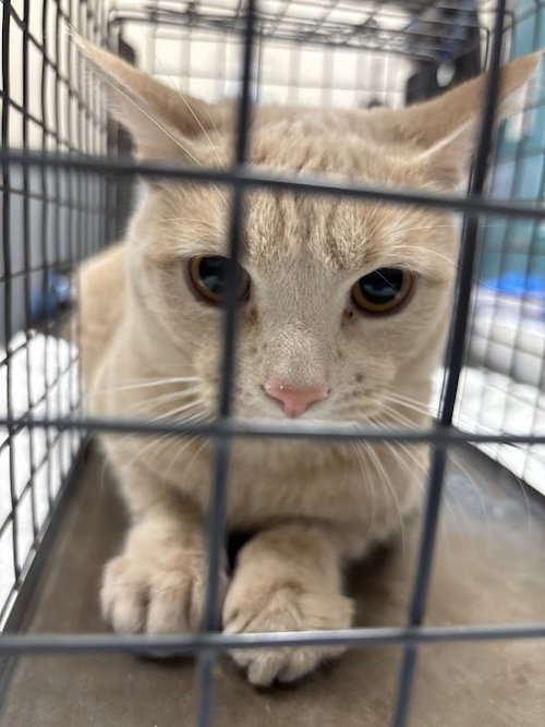 *MOE, Young Domestic Short Hair / Mixed (medium coat), cat for adoption in Las Vegas, Nevada
