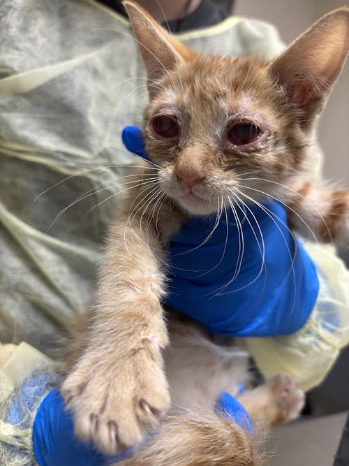 *BEAKER, Baby Domestic Short Hair / Mixed (medium coat), cat for adoption in Las Vegas, Nevada