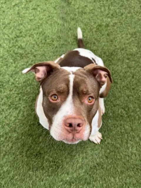 Marsh - Pit Bull Terrier