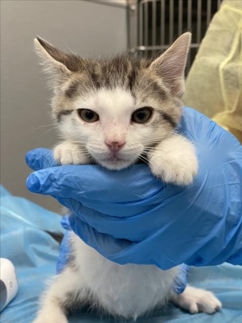 *RUBY, Baby Domestic Short Hair / Mixed (medium coat), cat for adoption in Las Vegas, Nevada