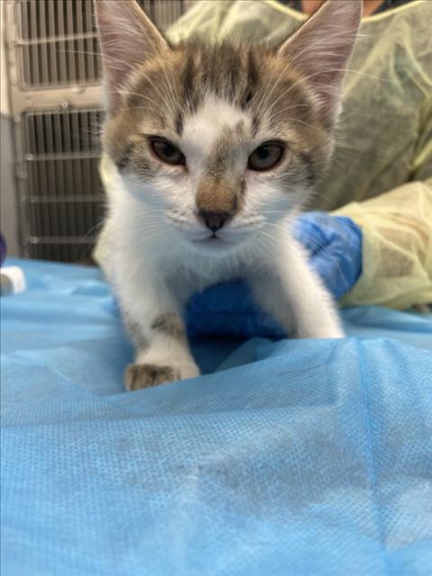 *RILEY, Baby Domestic Short Hair / Mixed (medium coat), cat for adoption in Las Vegas, Nevada