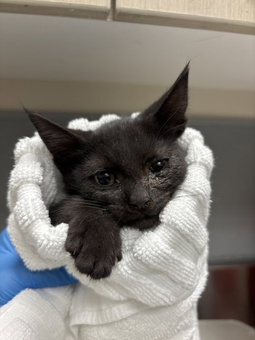 *BUBBLES, Baby Domestic Short Hair / Mixed (medium coat), cat for adoption in Las Vegas, Nevada