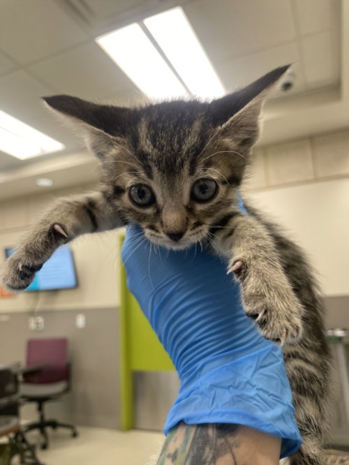 *SQUASH, Baby Domestic Short Hair / Mixed (medium coat), cat for adoption in Las Vegas, Nevada