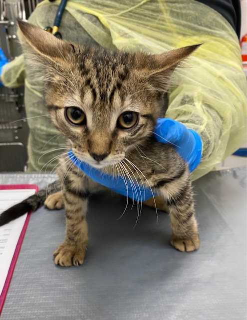 *NIBBLE, Baby Domestic Short Hair / Mixed (medium coat), cat for adoption in Las Vegas, Nevada
