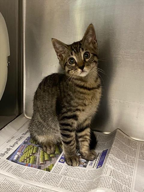 *WIGGLE, Baby Domestic Short Hair / Mixed (medium coat), cat for adoption in Las Vegas, Nevada