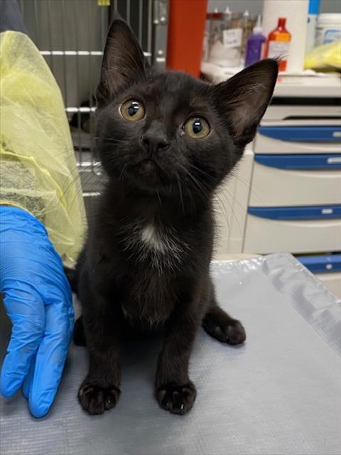 *BUBBLE, Baby Domestic Short Hair / Mixed (medium coat), cat for adoption in Las Vegas, Nevada