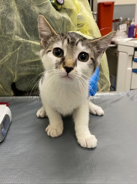 *PUDDING, Baby Domestic Short Hair / Mixed (medium coat), cat for adoption in Las Vegas, Nevada