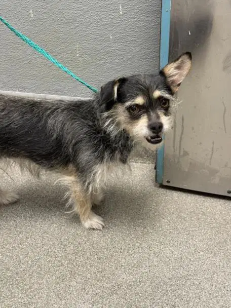 Buttercup - Terrier