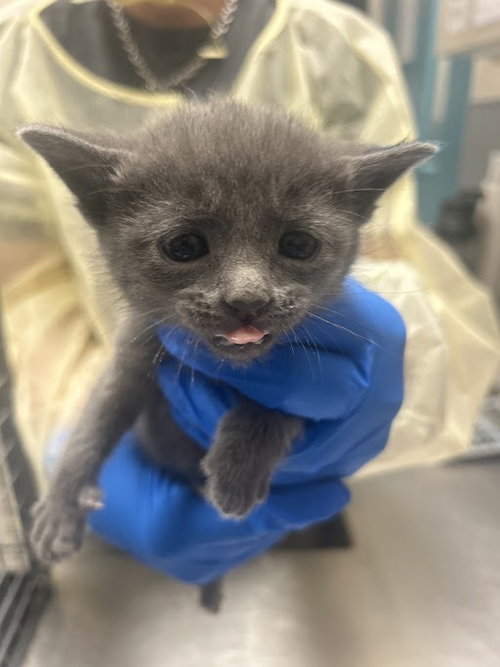 *ARSON, Baby Domestic Short Hair / Mixed (medium coat), cat for adoption in Las Vegas, Nevada