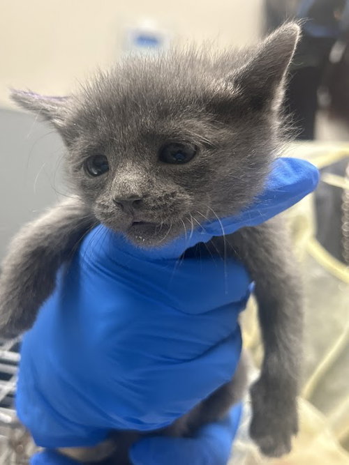 *IGNITE, Baby Domestic Short Hair / Mixed (medium coat), cat for adoption in Las Vegas, Nevada